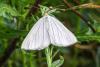 245277 – Photo : Daniel Ventard – France (71)